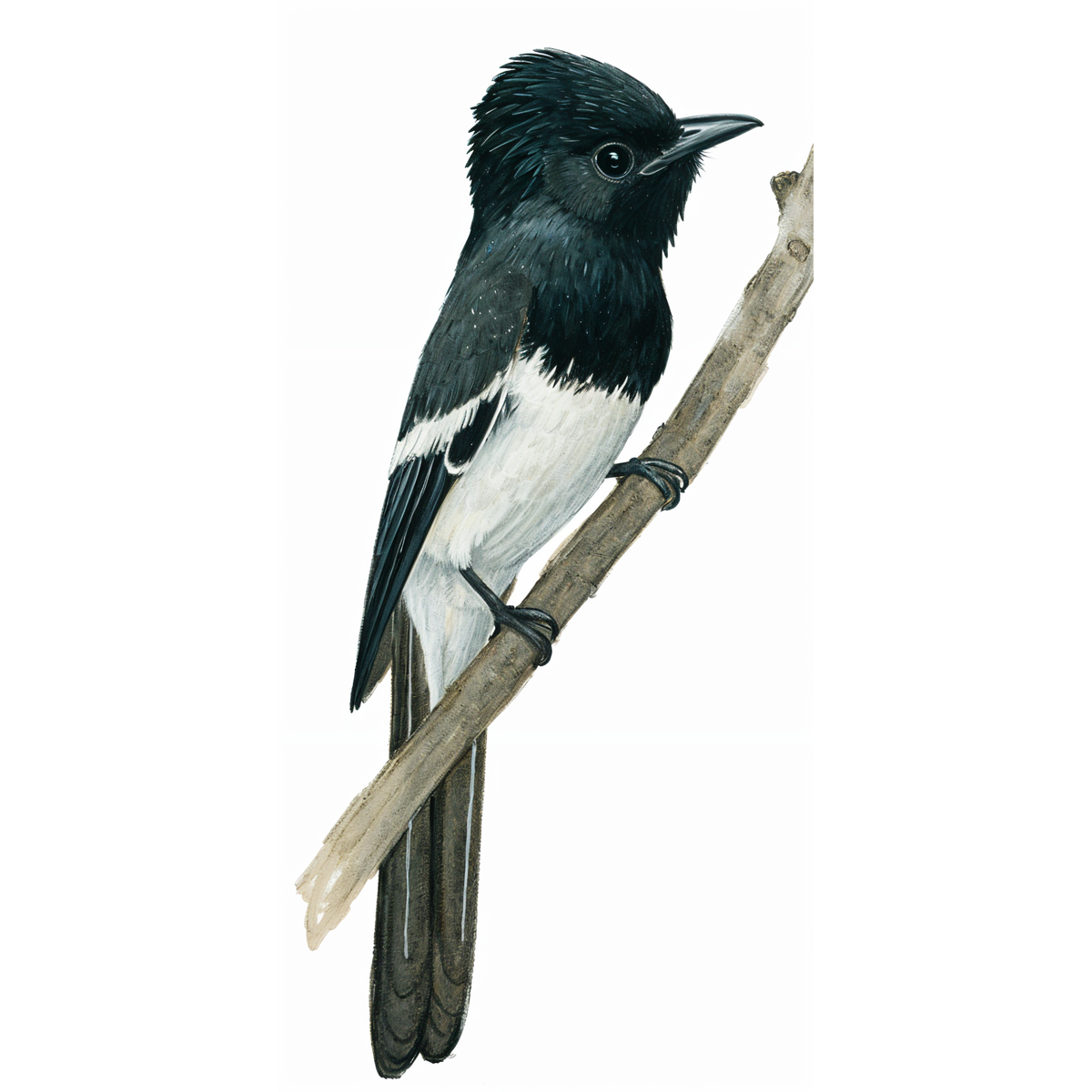 Blue-mantled Crested Flycatcher Male