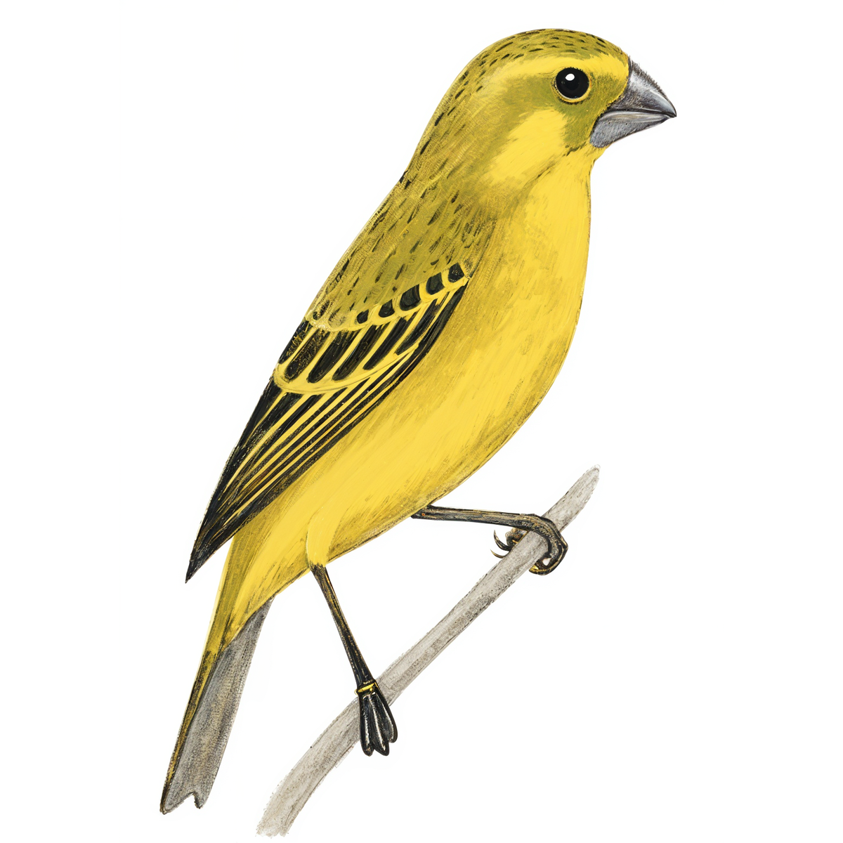 Brimstone Canary