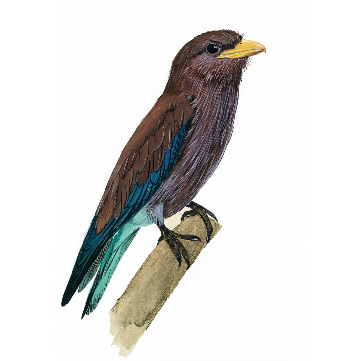 Broad-biilled Roller