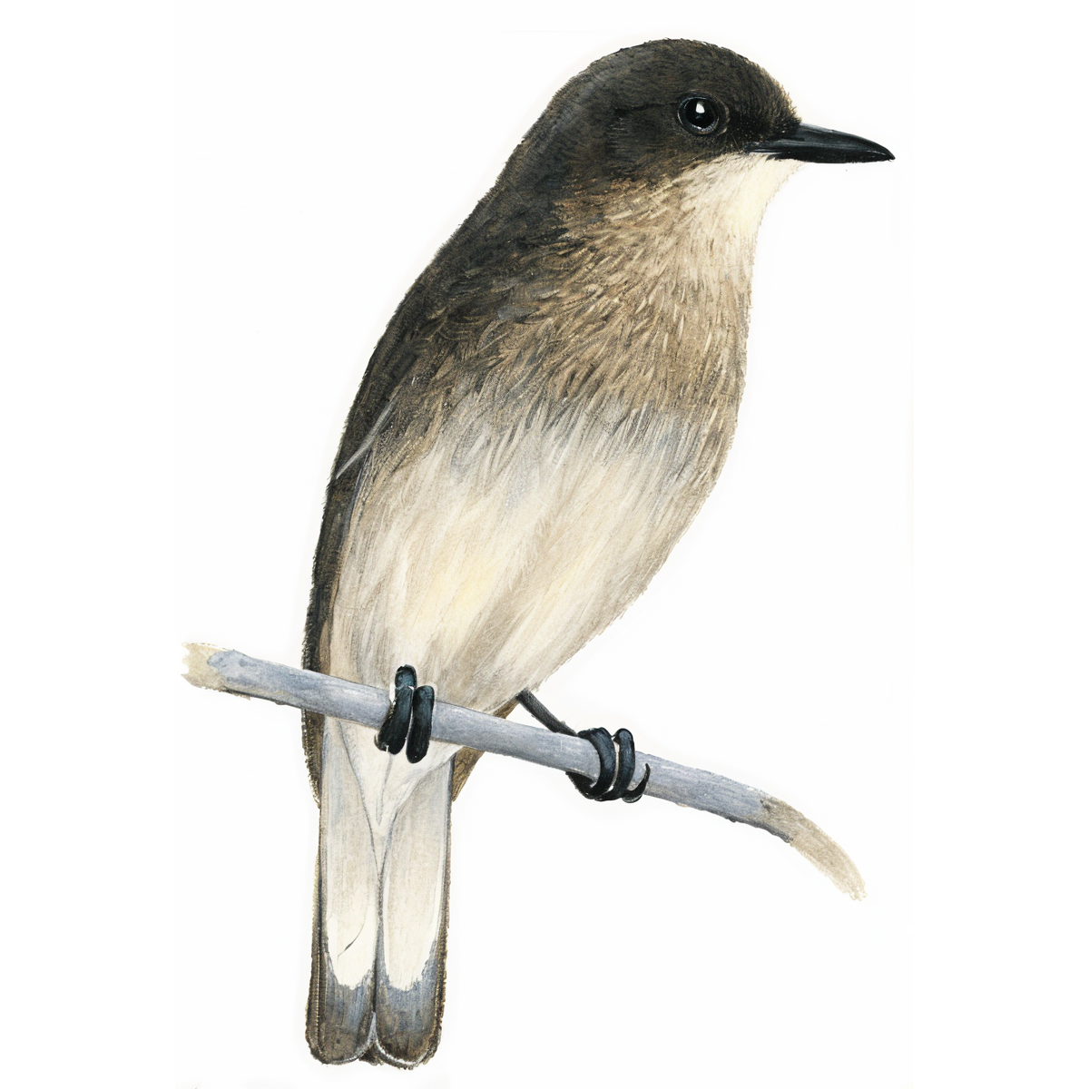 Brown-backed Honeybird