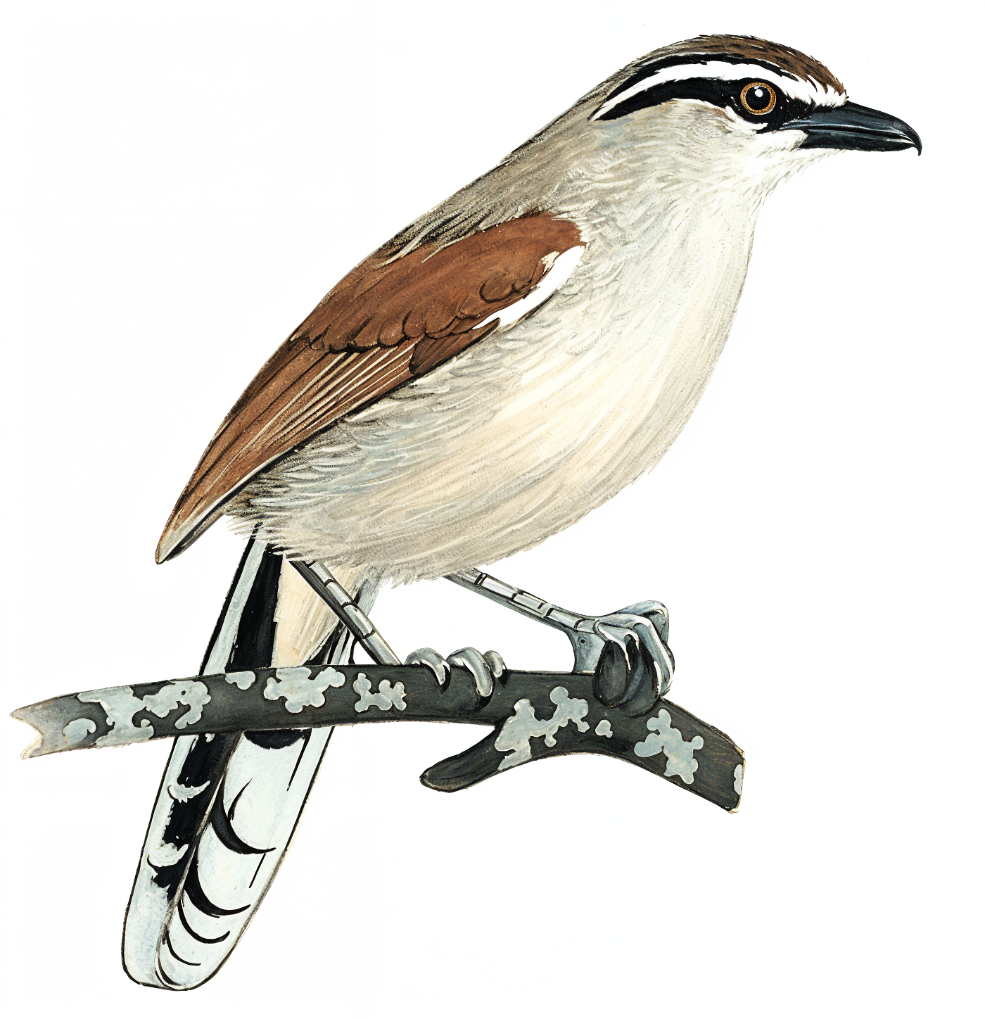 Brown crowned Tchagra