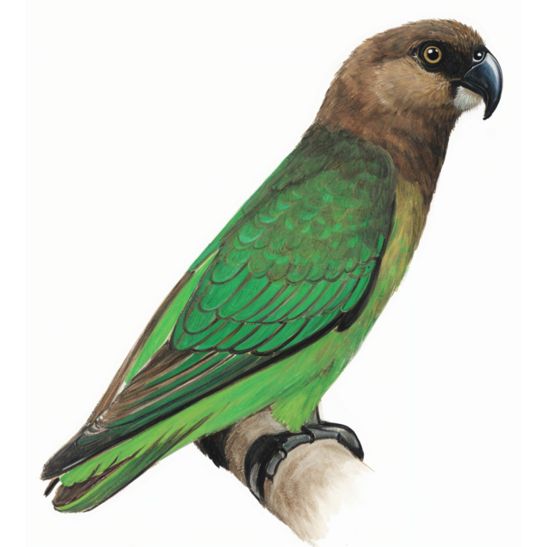 Brown-headed Parrot