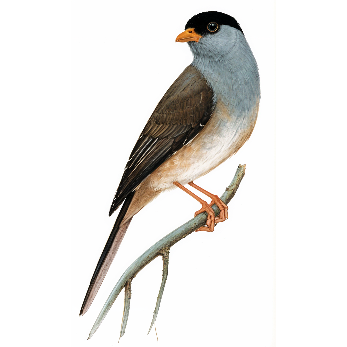 Bush Blackcap