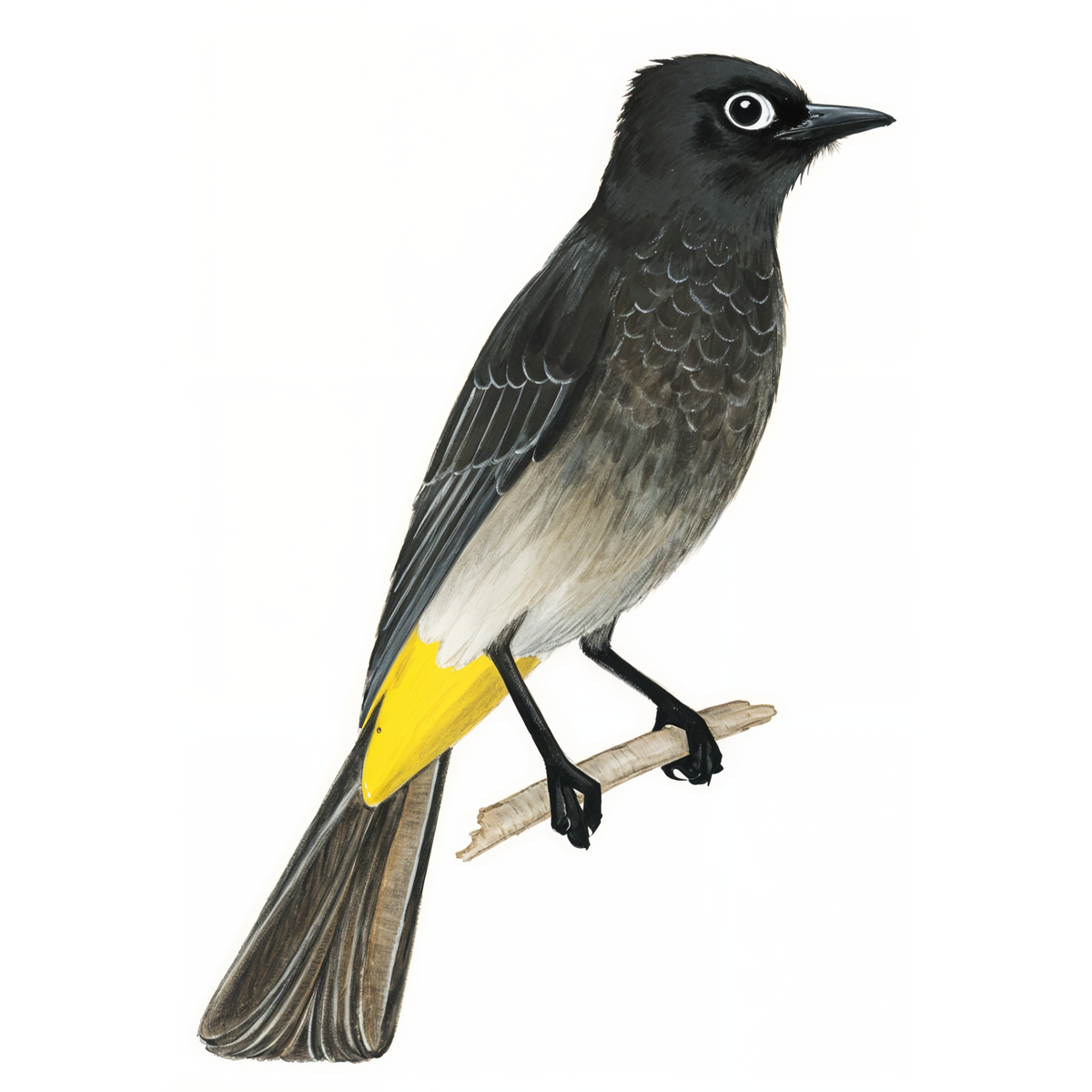 Cape Bulbul