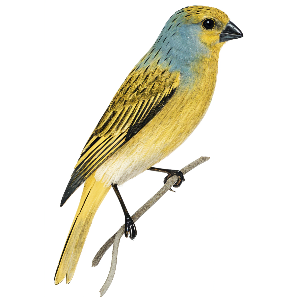Cape Canary