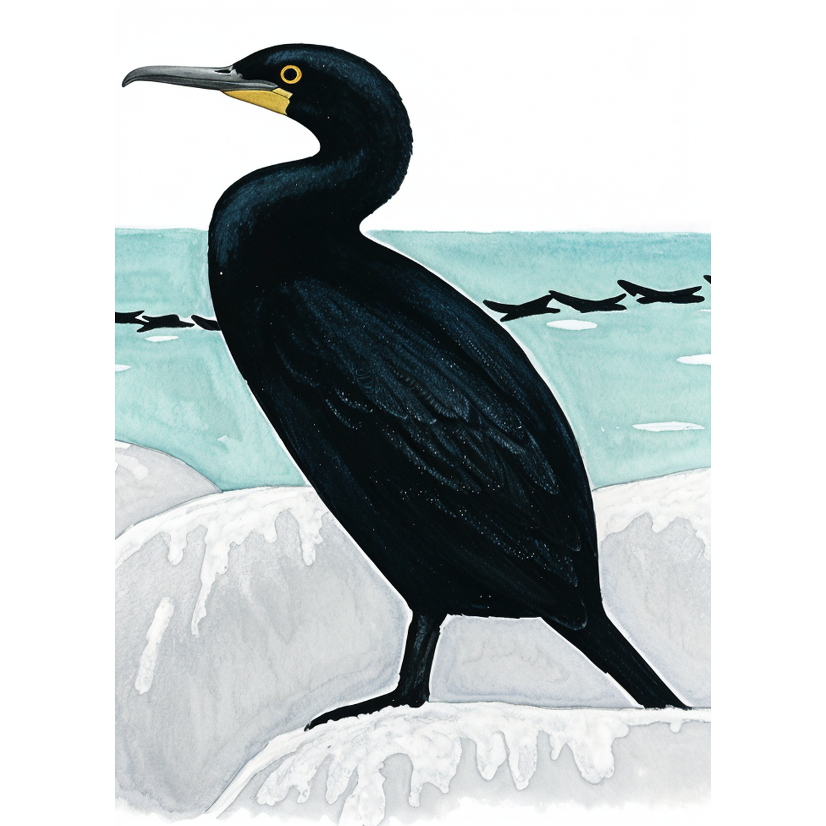Cape Cormorant