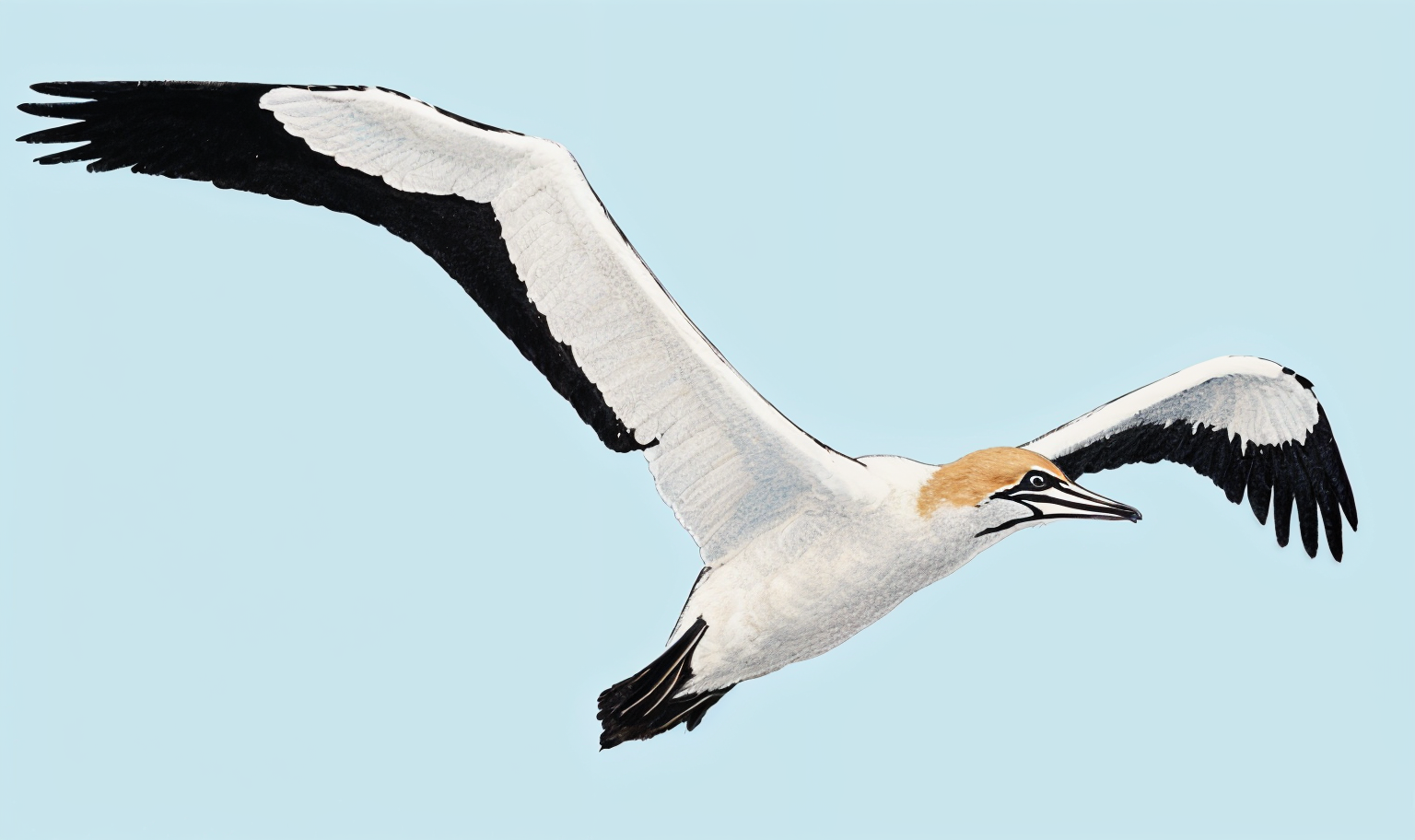 Cape Gannet AI