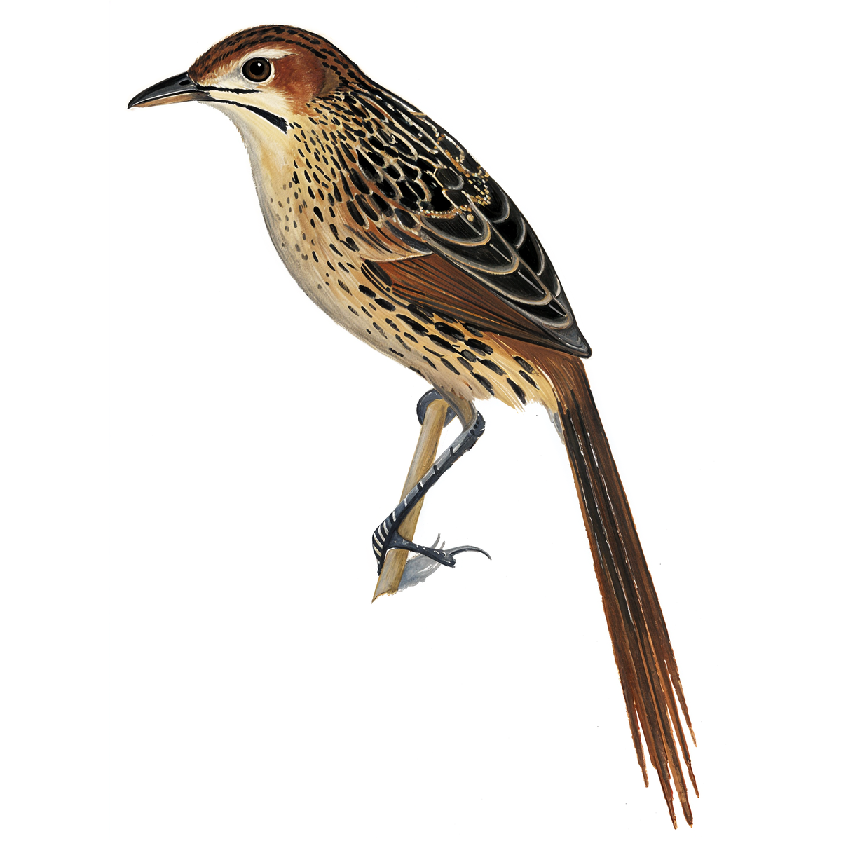 Cape Grassbird