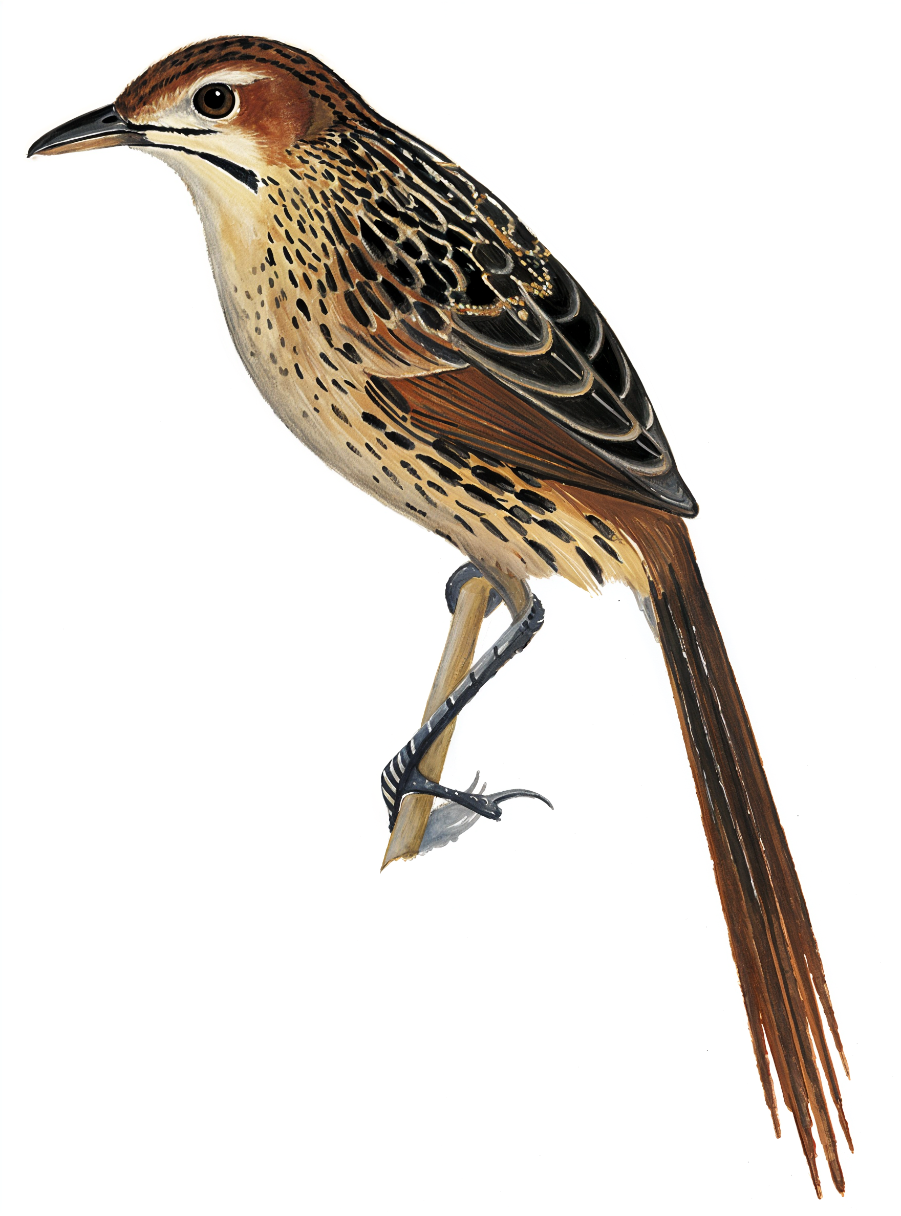 Cape Grassbird AI