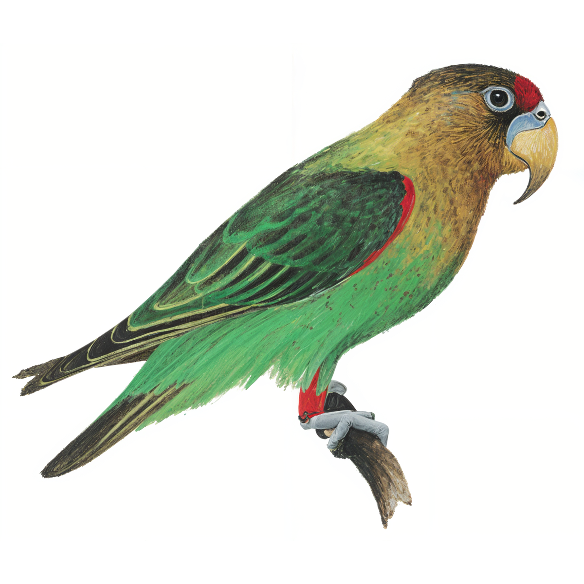 Cape Parrot