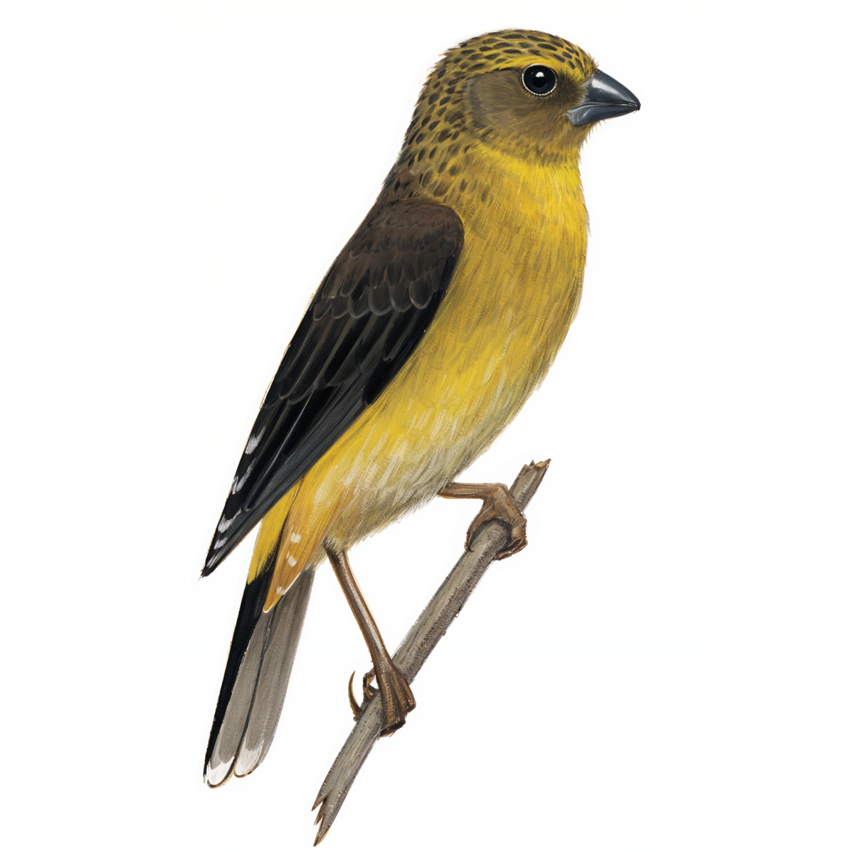 Cape Siskin