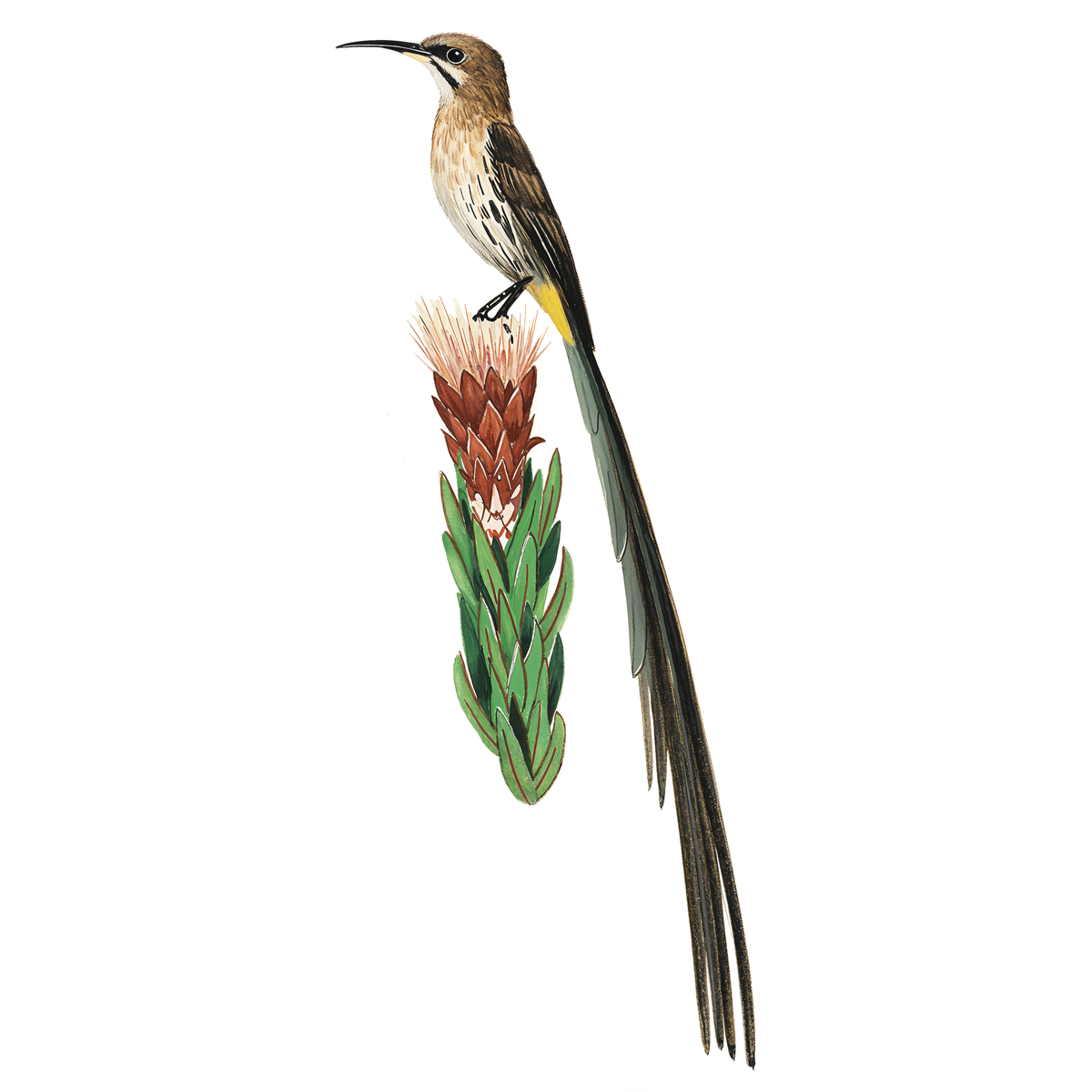 Cape Sugarbird