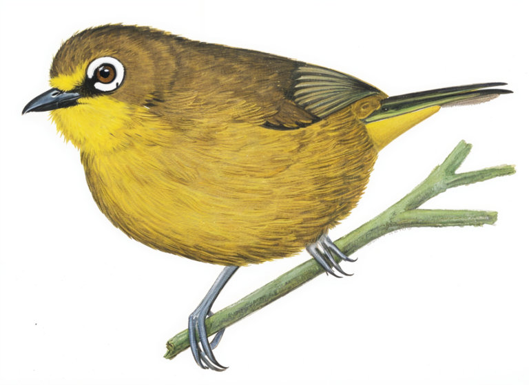 Cape White eye AI