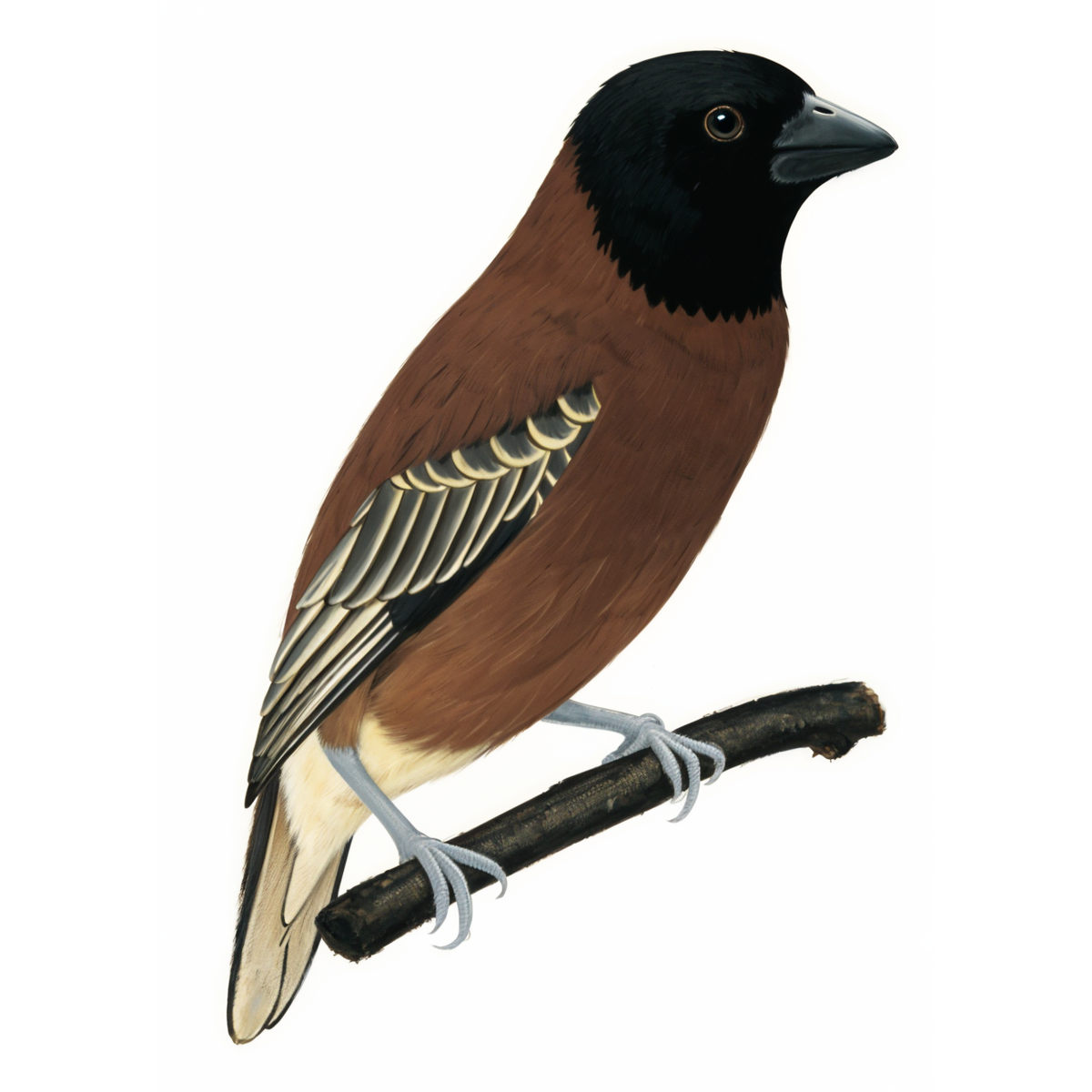 Chestnut Weaver