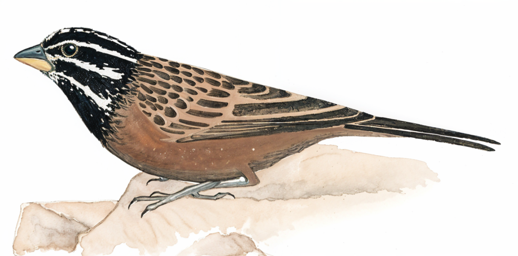 Cinnamon breasted Bunting AI