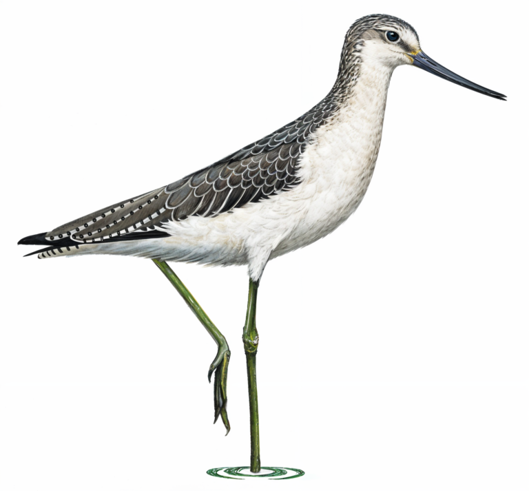 Common Greenshank