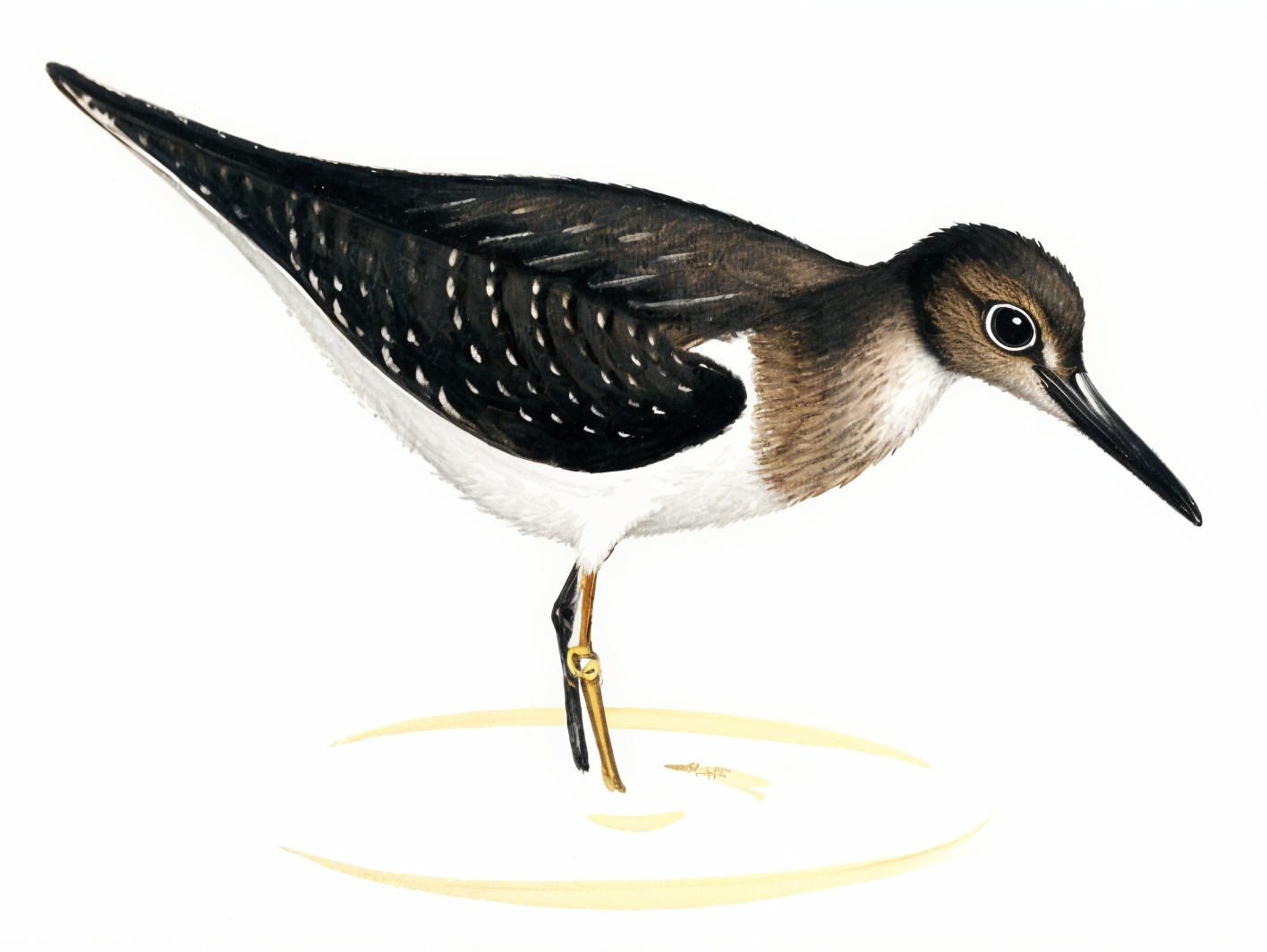Common Sandpiper AI