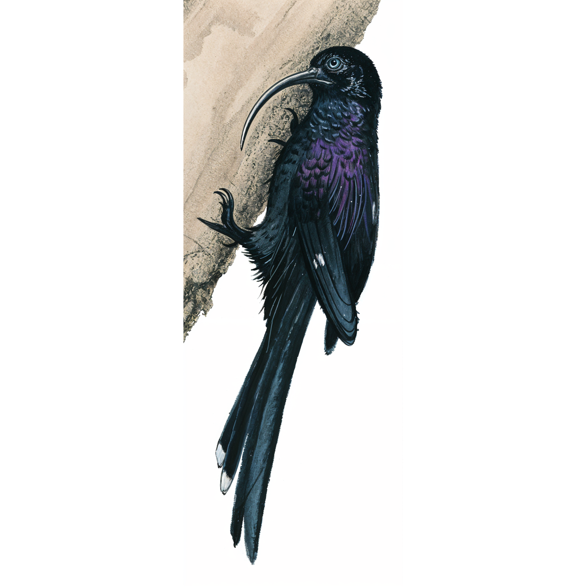 Common Scimitarbill