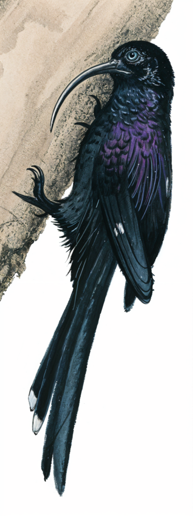 Common Scimitarbill AI