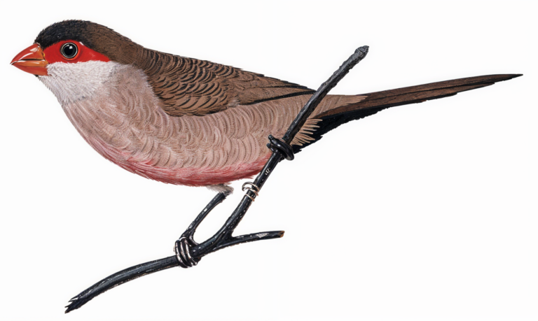 Common Waxbill