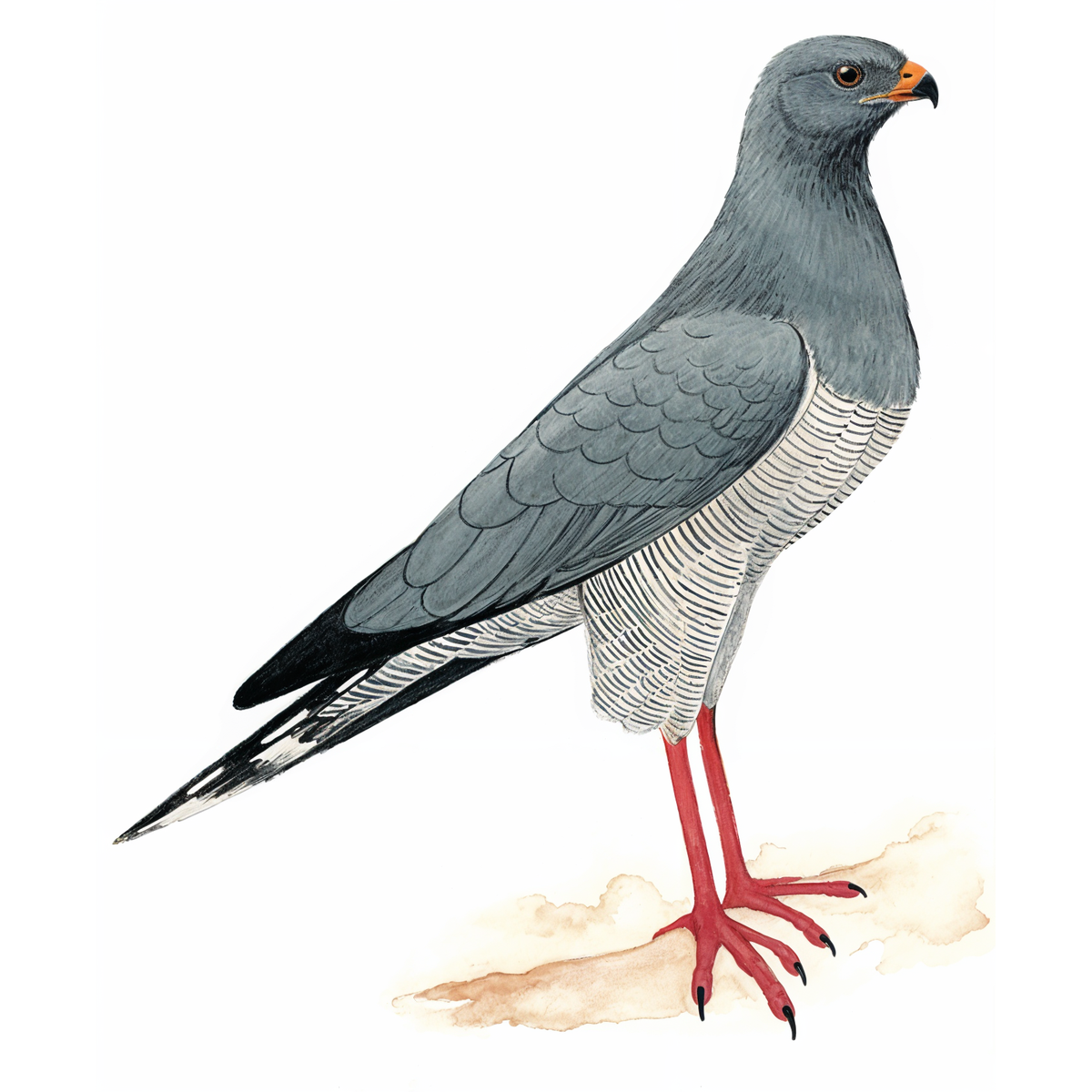 Dark Chanting Goshawk