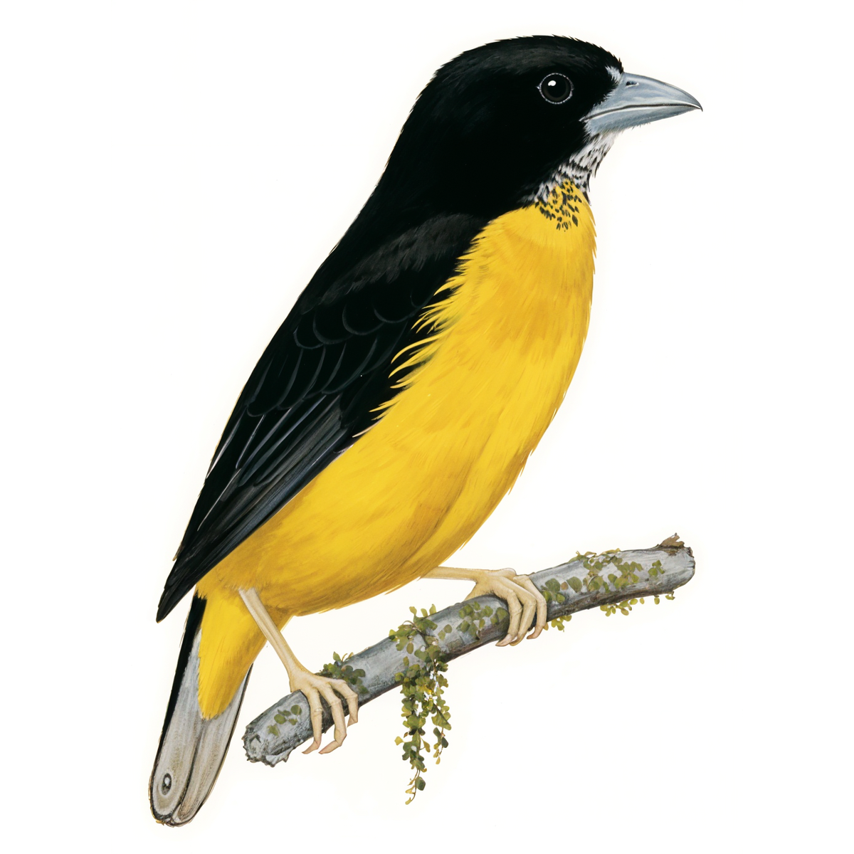 Dark-backed Weaver