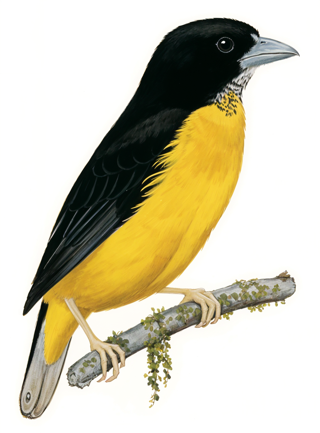 Dark backed Weaver AI