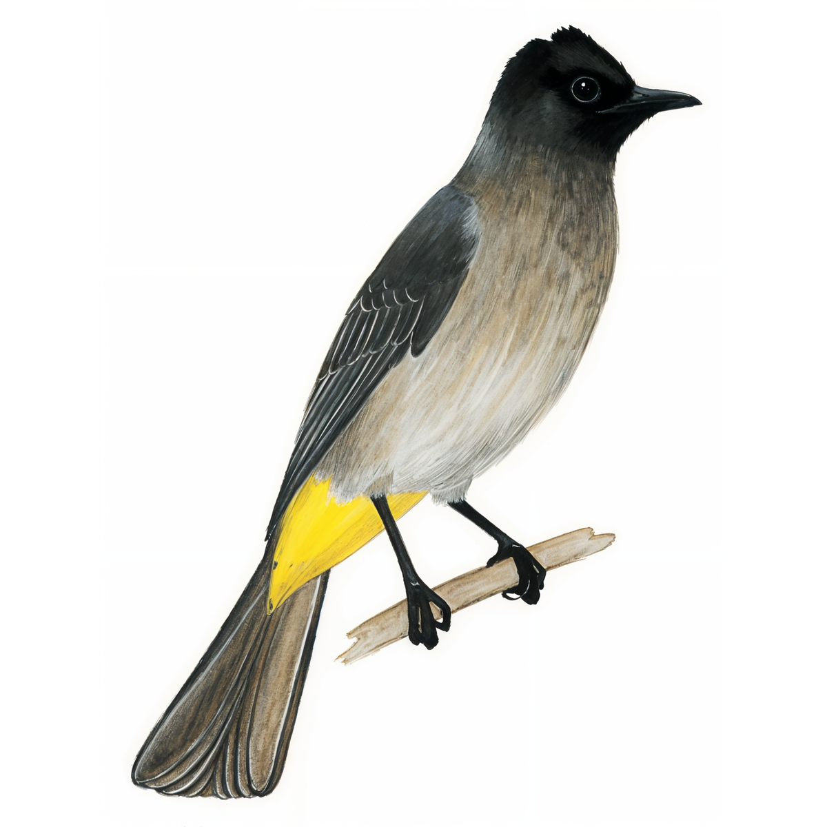 Dark capped Bulbul