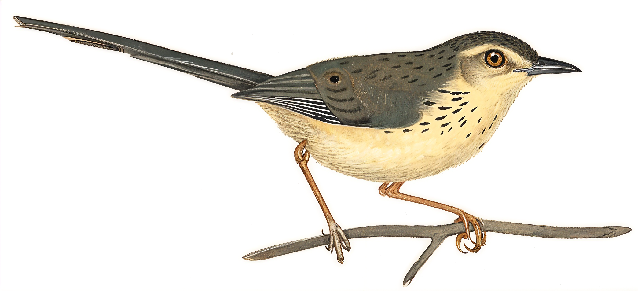 Drakensberg Prinia AI