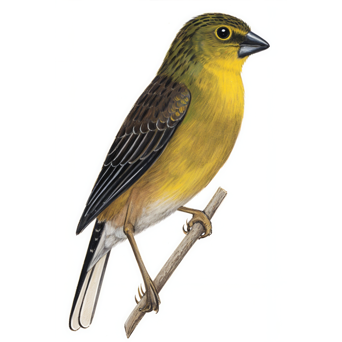 Drakensberg Siskin