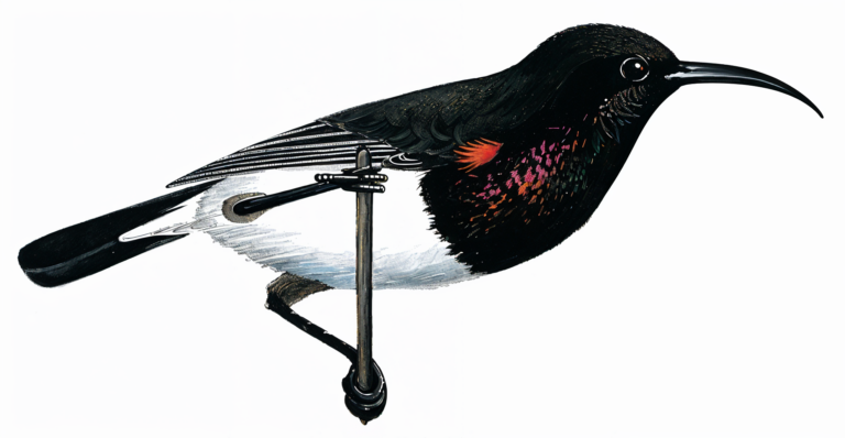 Dusky Sunbird AI