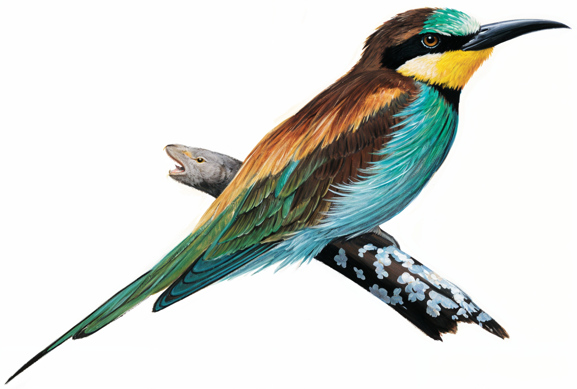 European Bee eater AI Newman's birds