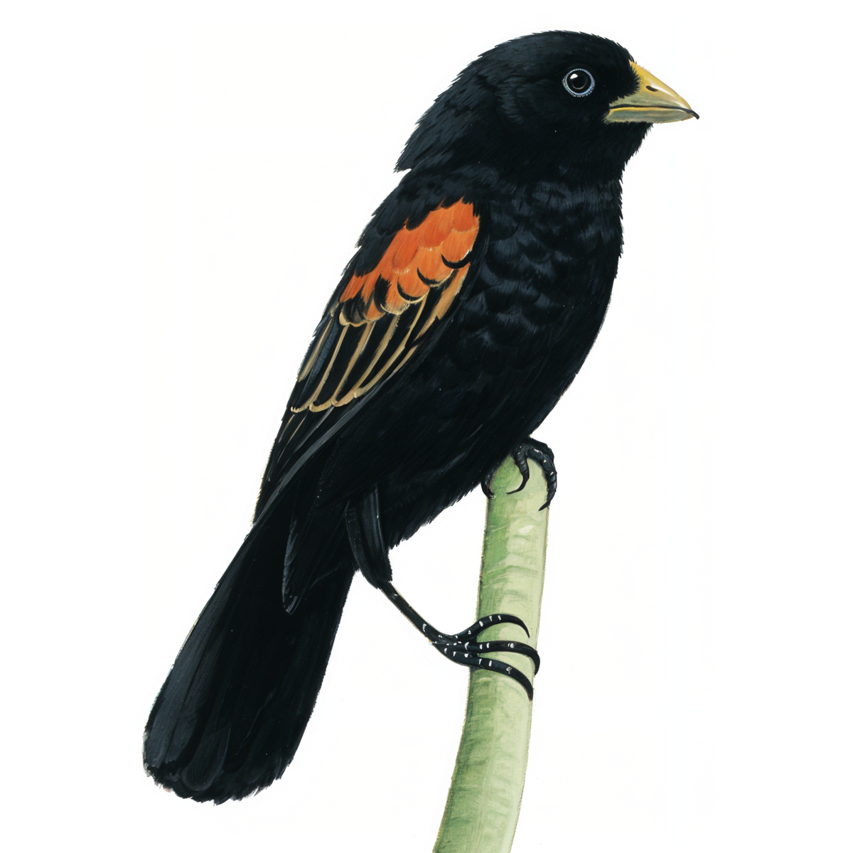 Fan-tailed Widowbird