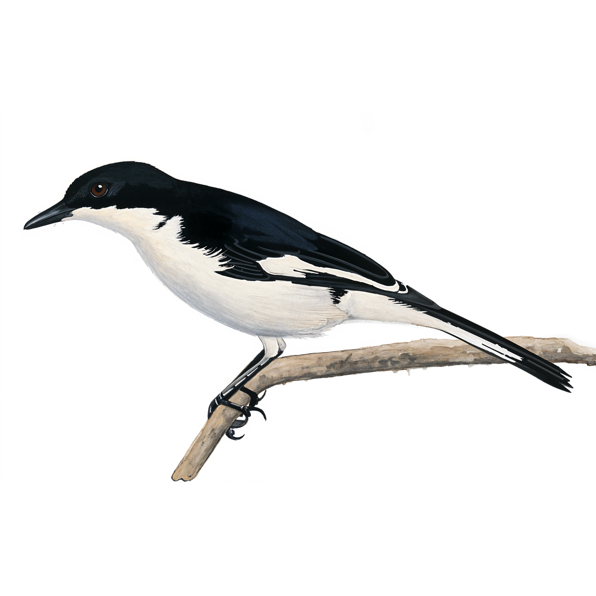 Fiscal Flycatcher