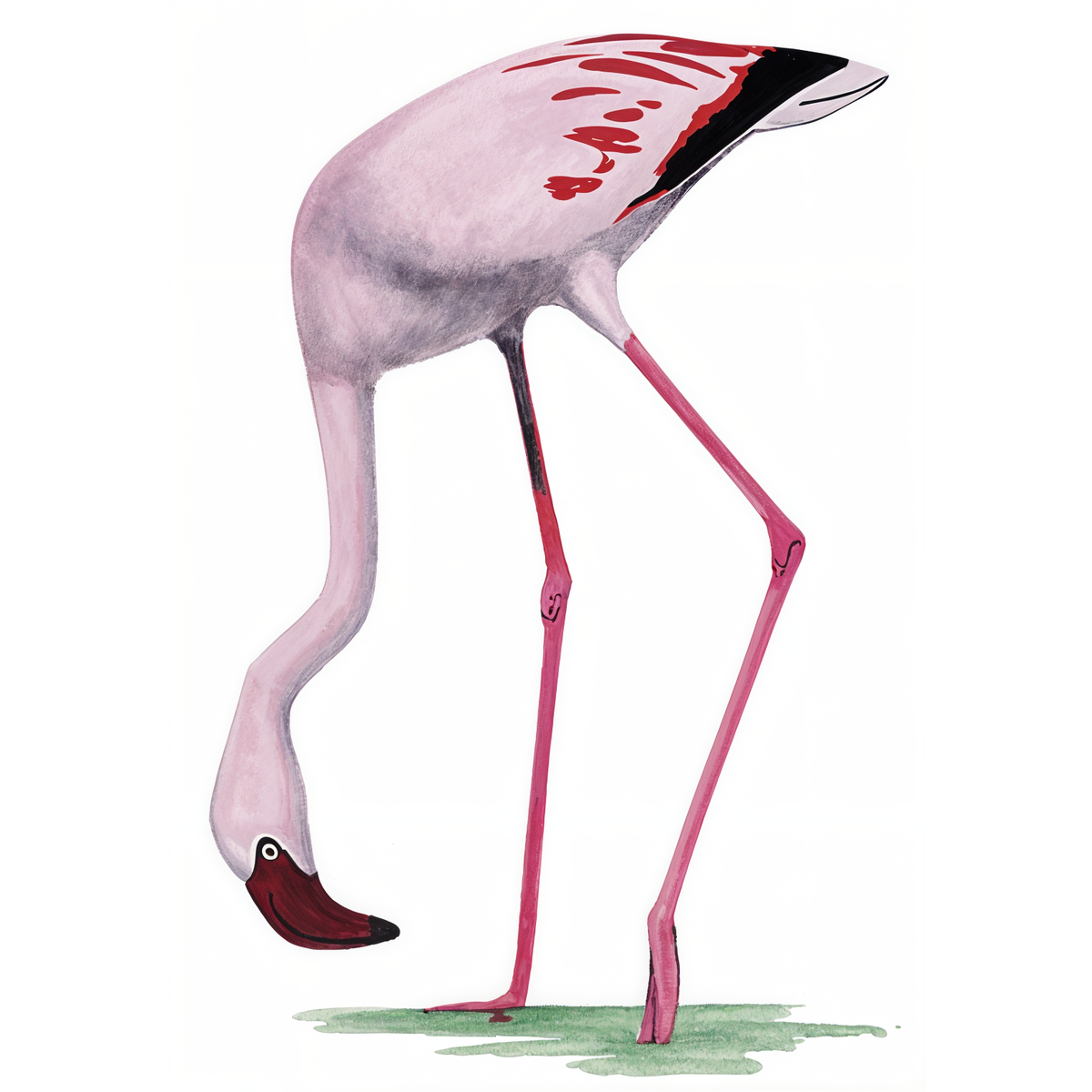 Lesser Flamingo