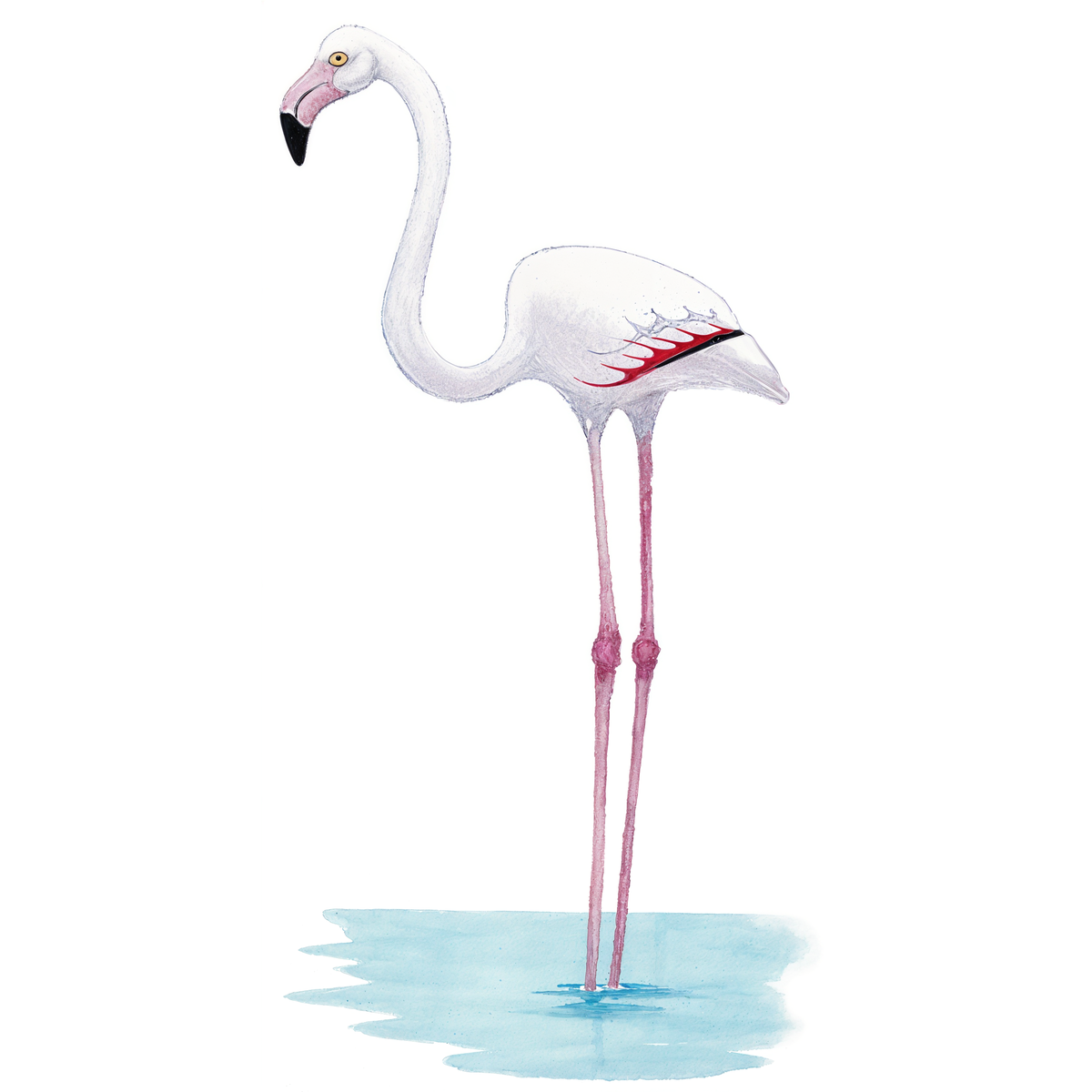 Greater Flamingo