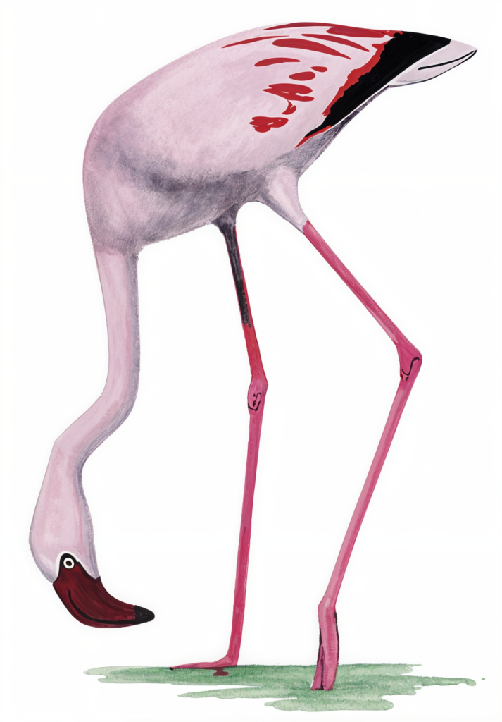 Lesser Flamingo Newman's Birds