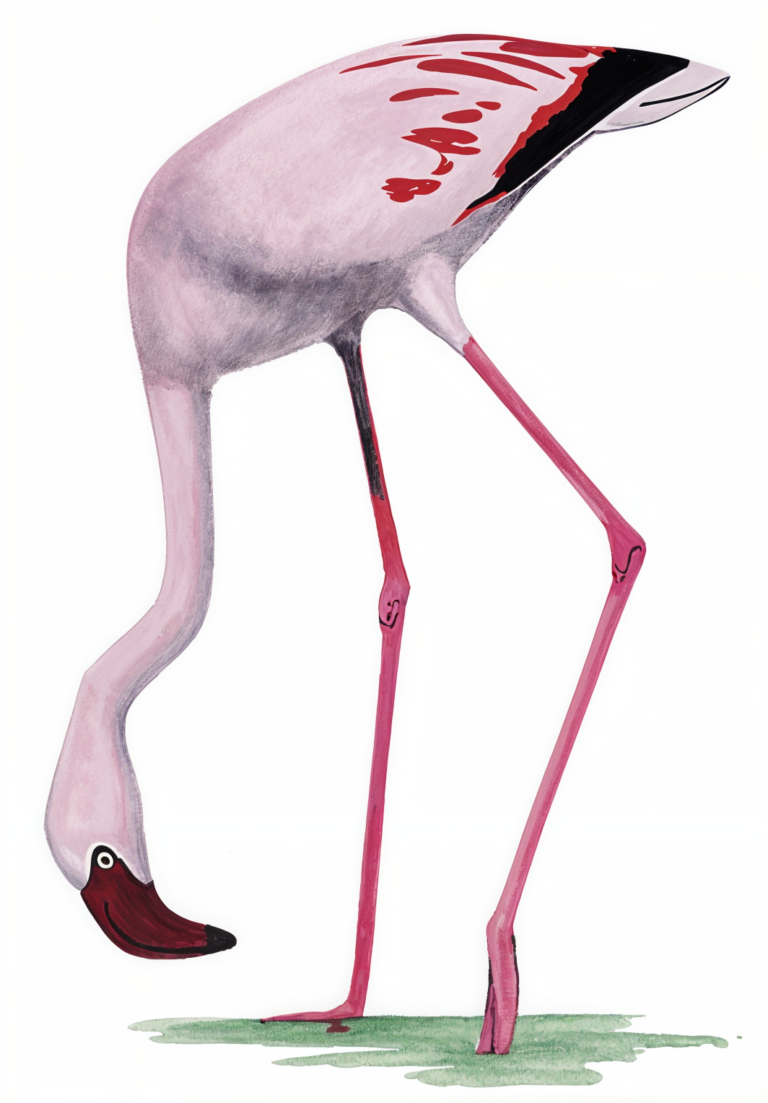 Lesser Flamingo Newman's Birds