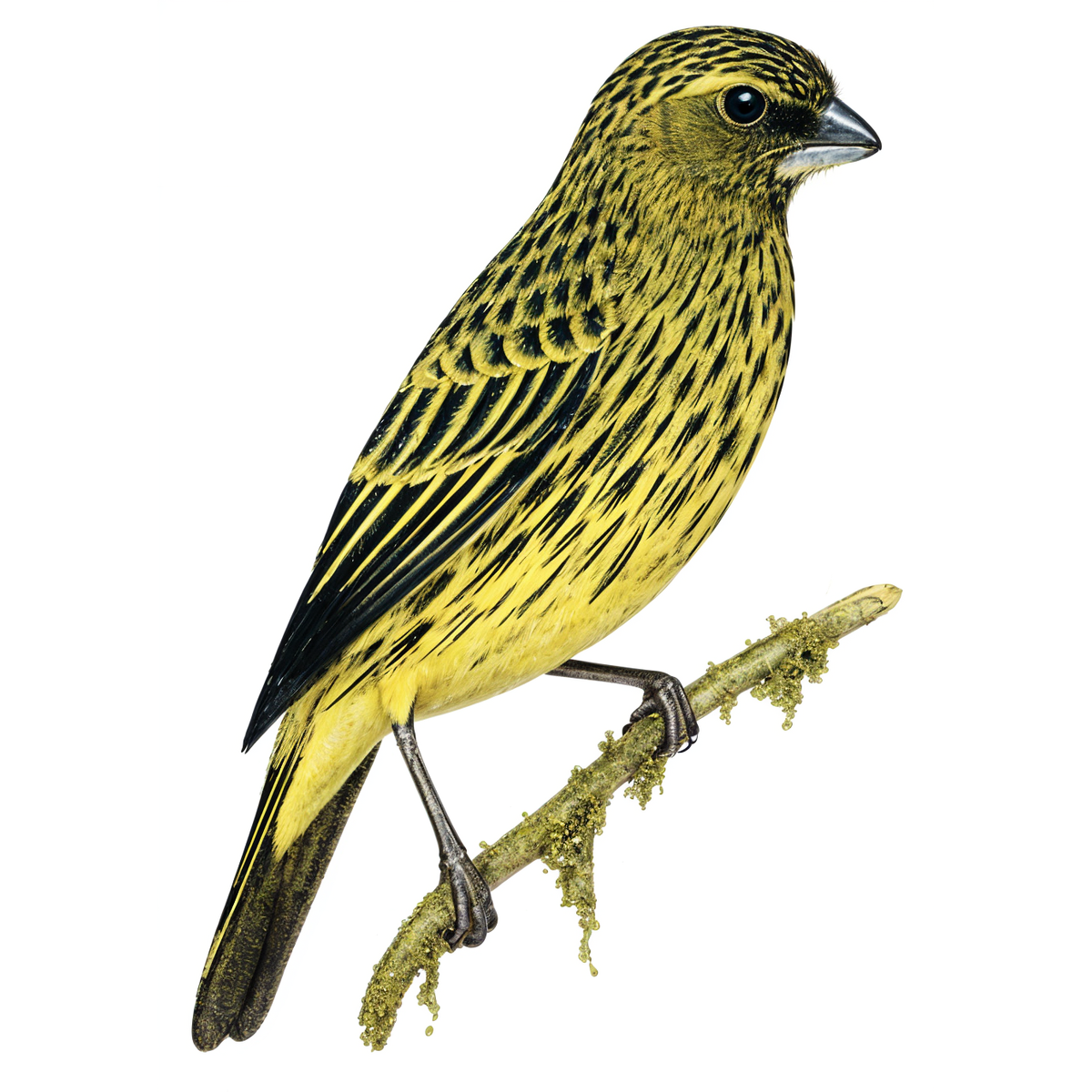 Forest Canary