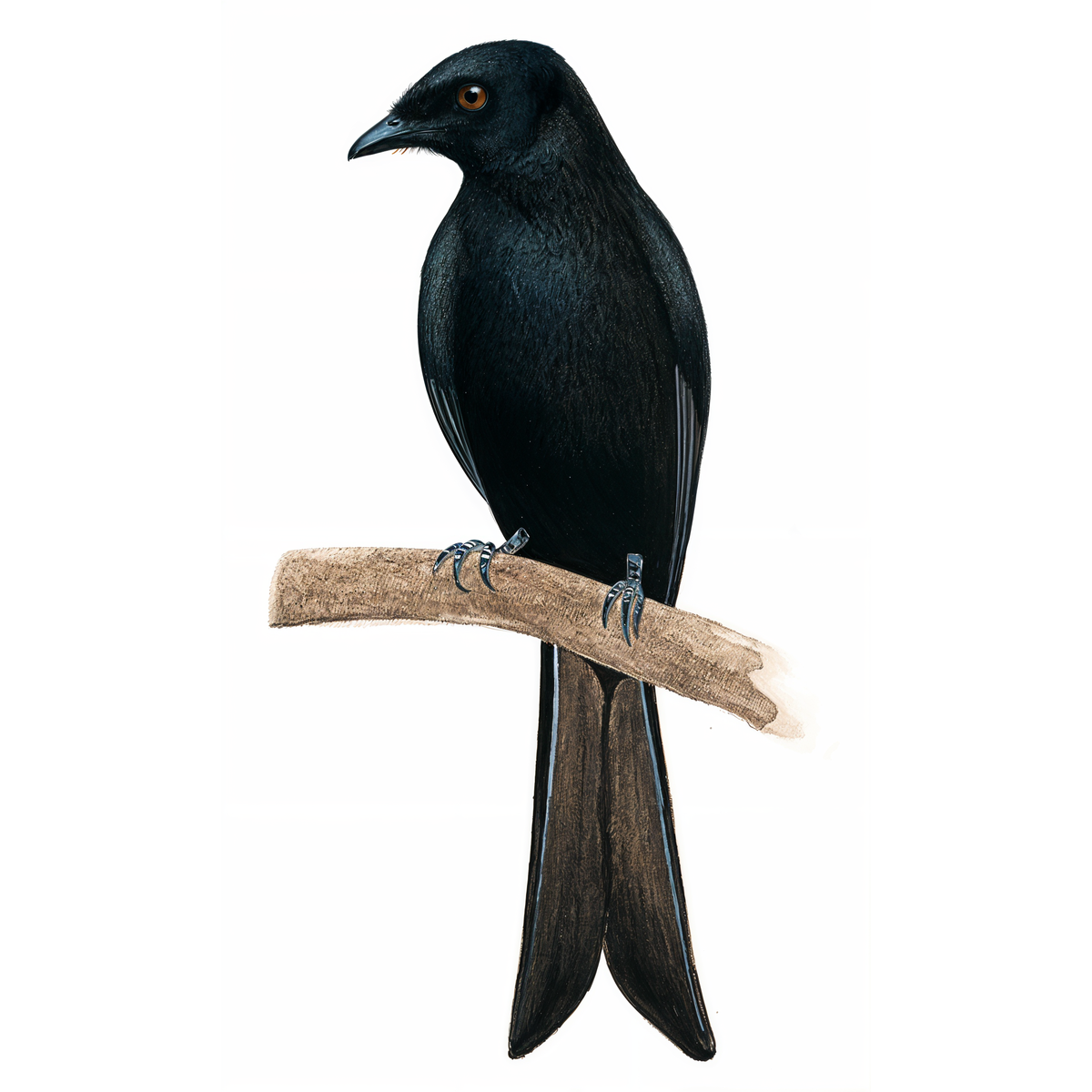 Fork-tailed Drongo
