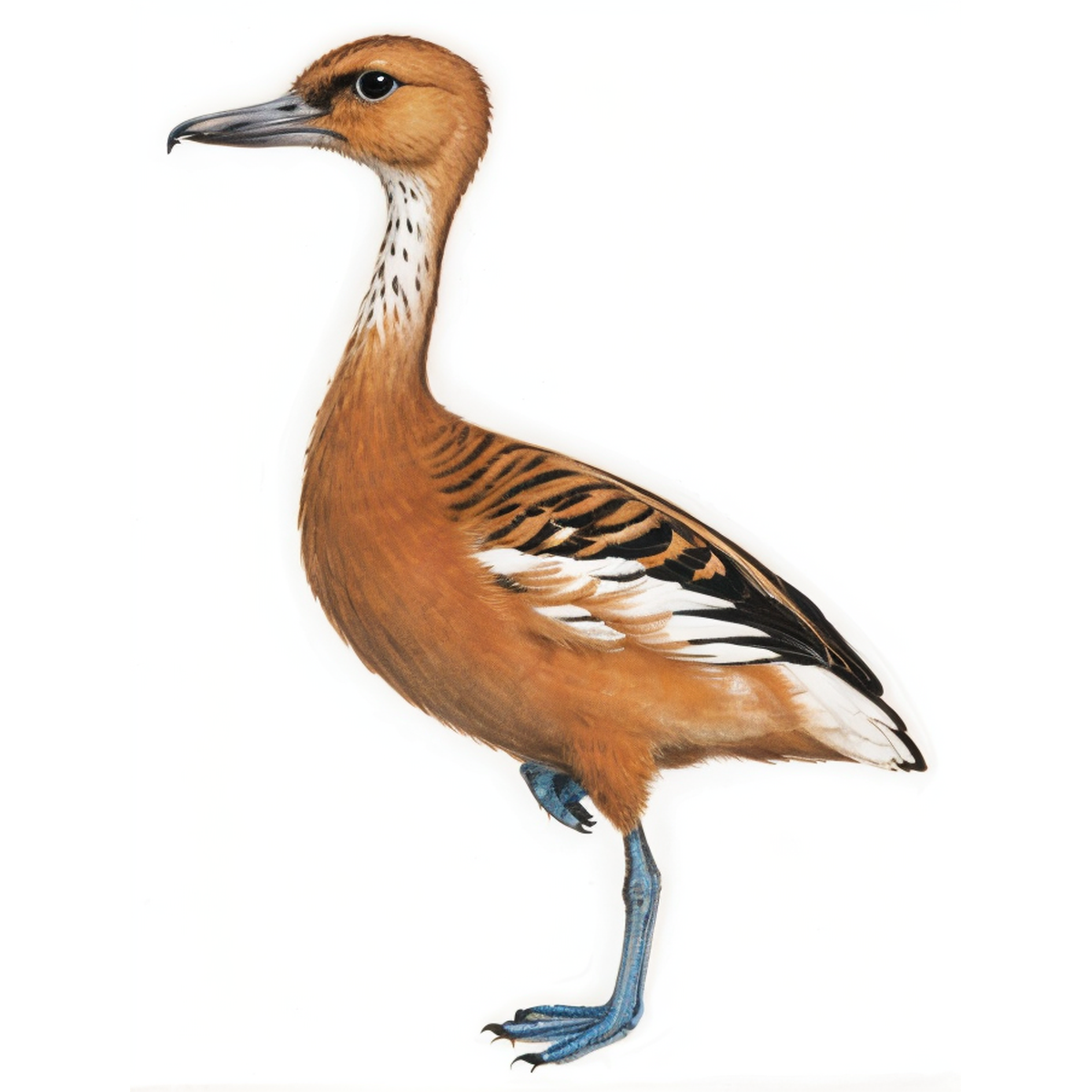 Fulvous Whistling Duck