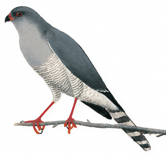Gabar Goshawk AI