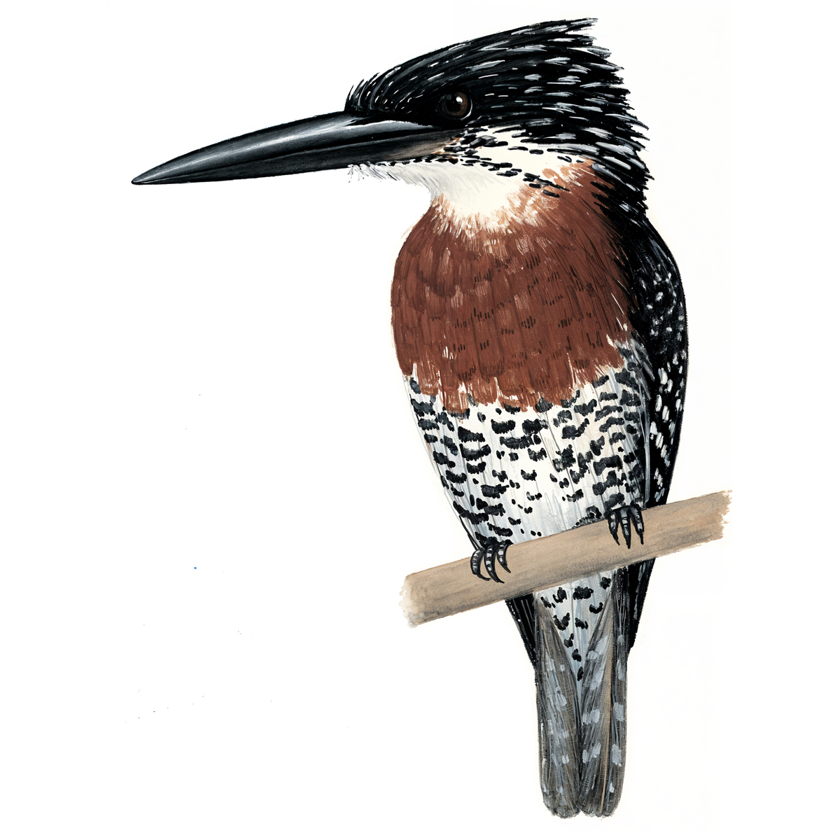 Giant Kingfisher
