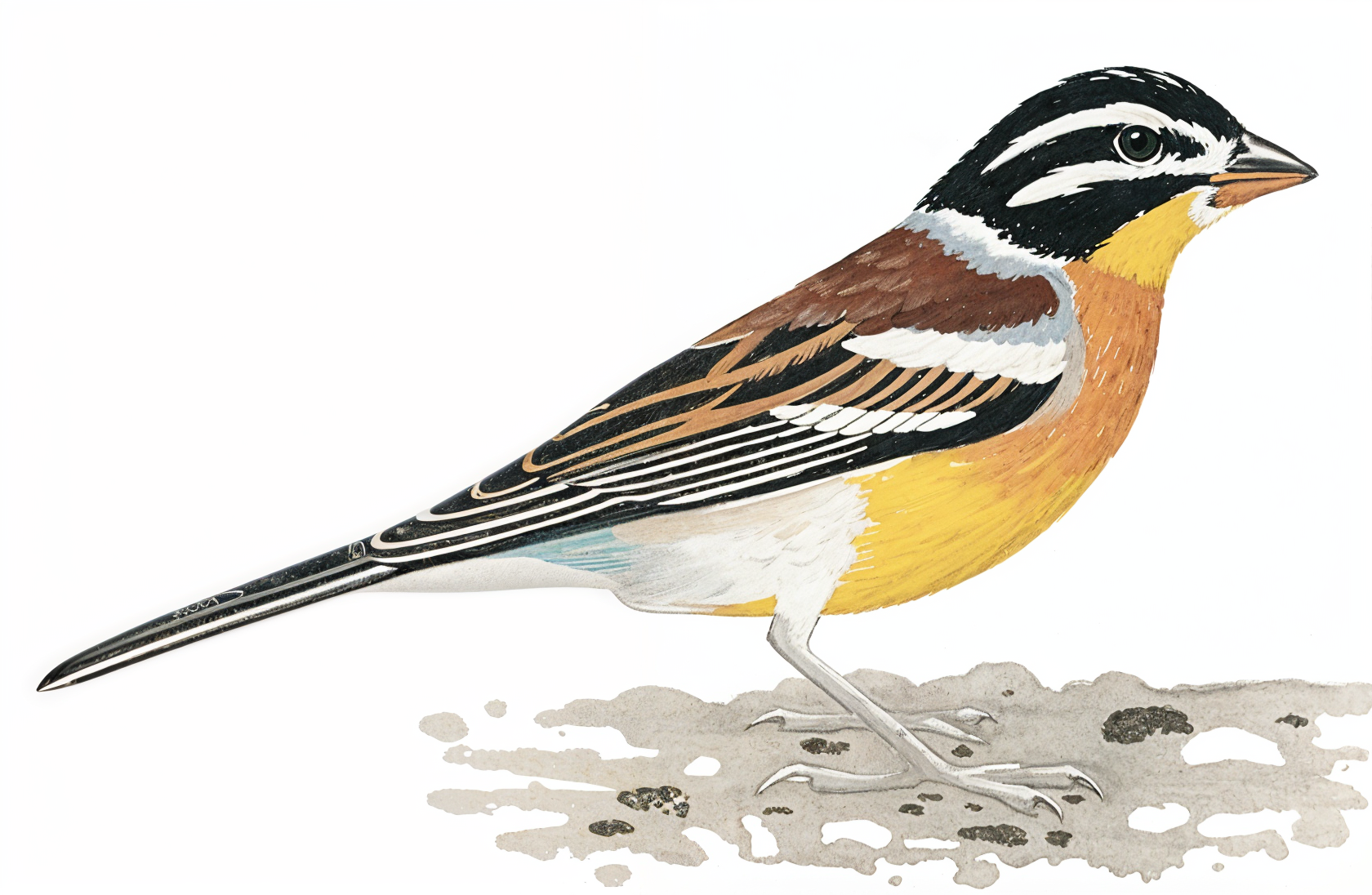 Golden breasted Bunting AI