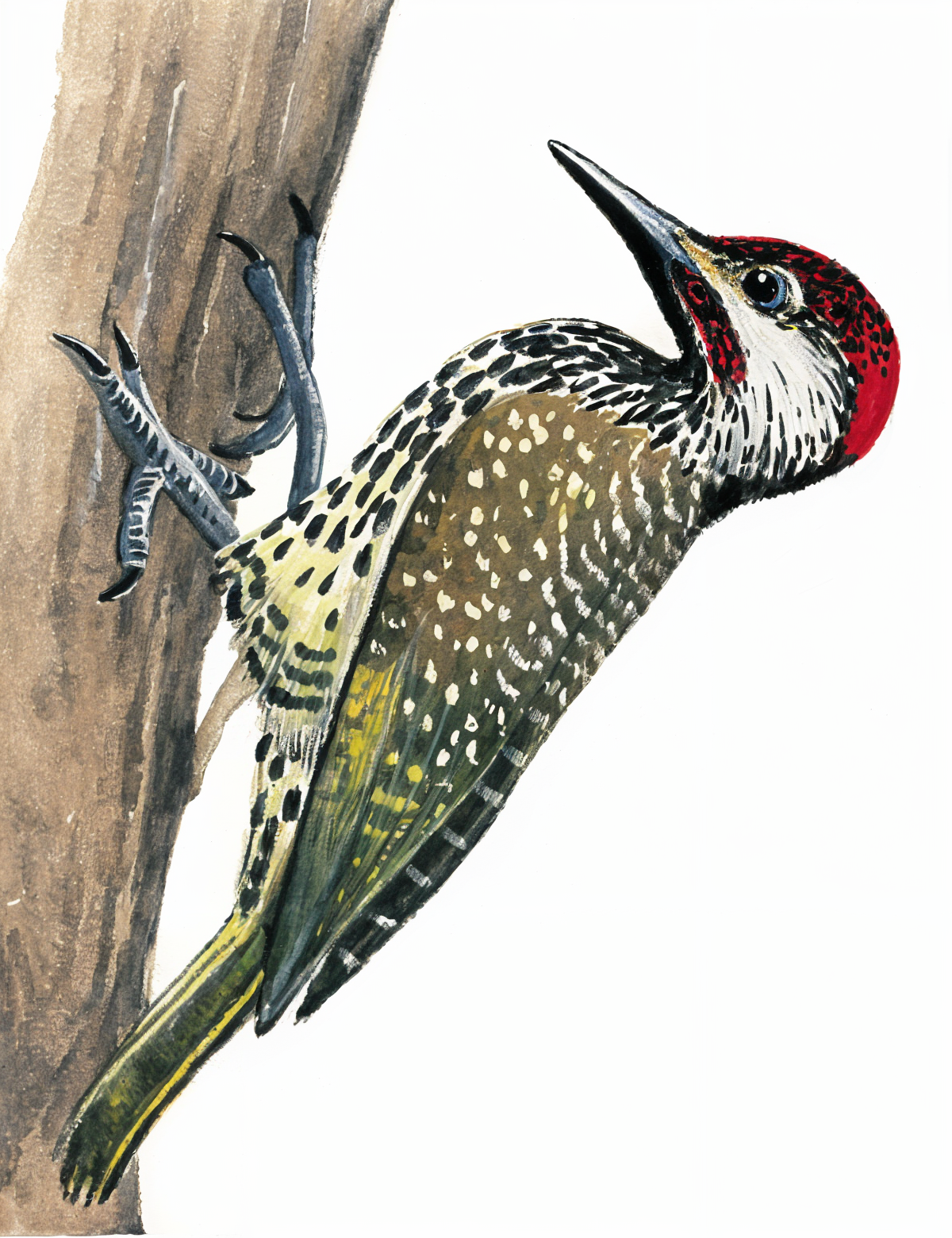 Golden tailed Woodpecker AI