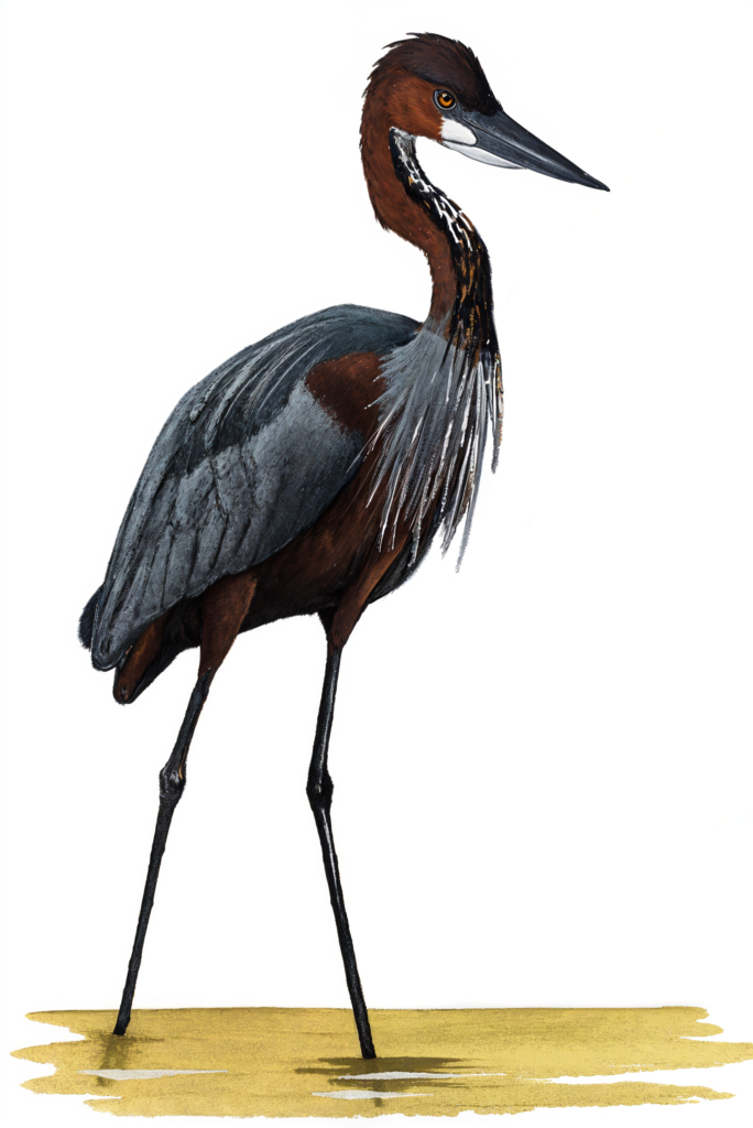 Goliath Heron AI