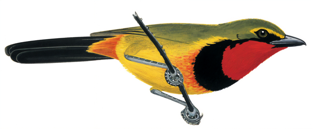 Gorgeouse Bushshrike AI