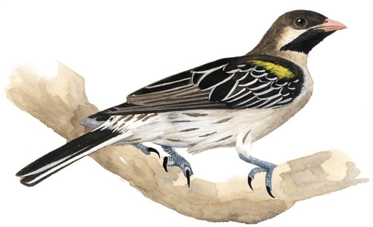 Greater Honeyguide