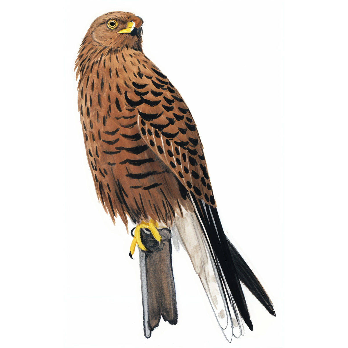 Greater Kestrel