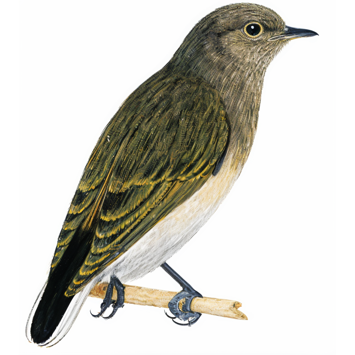 Green-backed Honeybird
